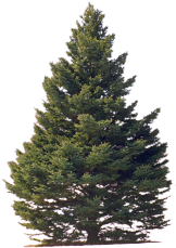 spruce